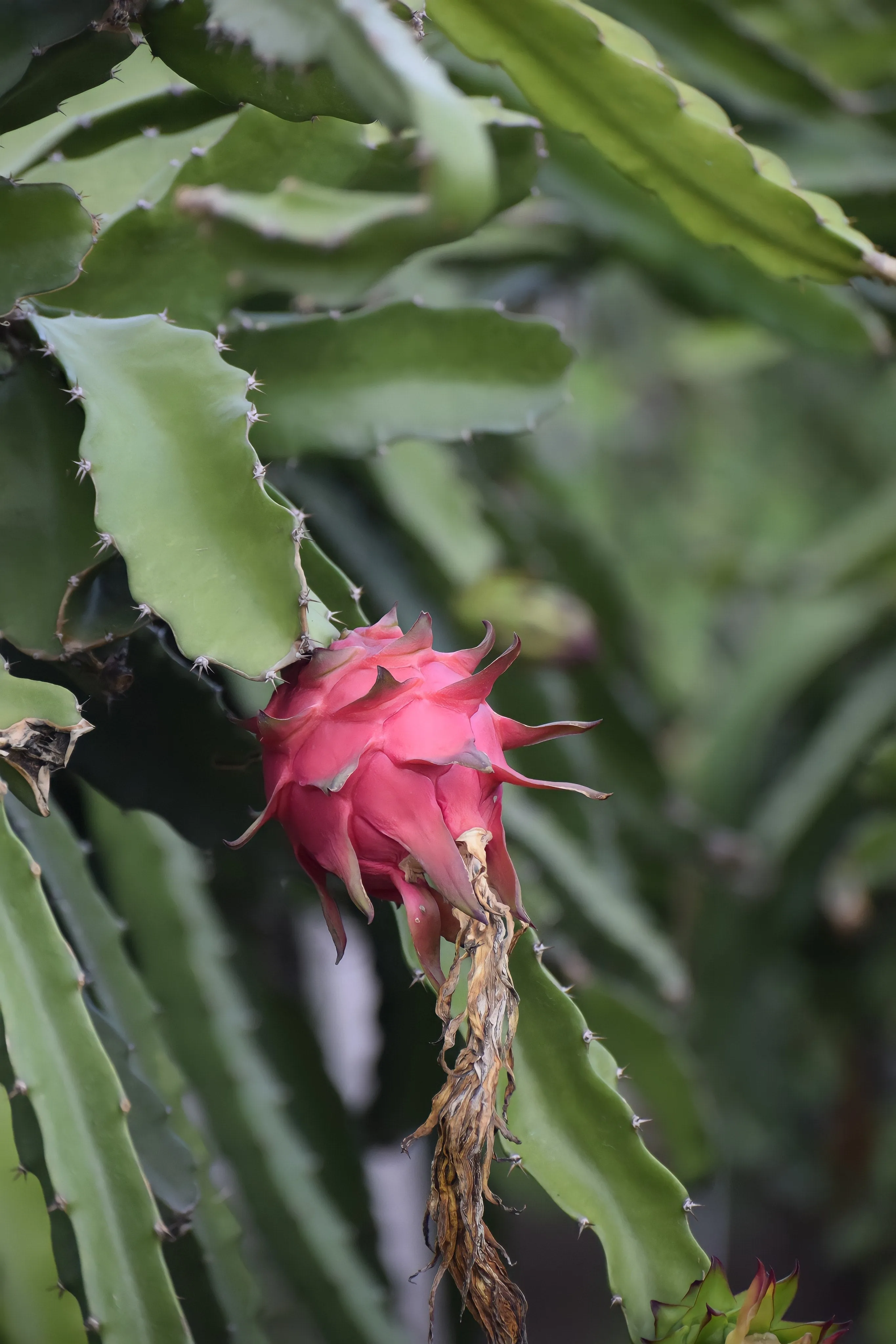 Freeze Dried Dragon Fruit Slices